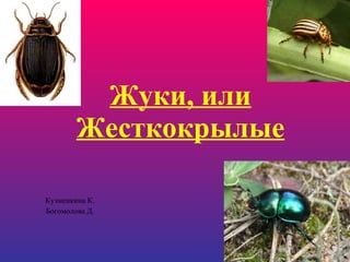 Жуки, или Жесткокрылые Кузменкина К. Богомолова Д. 