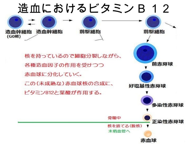 造血機序