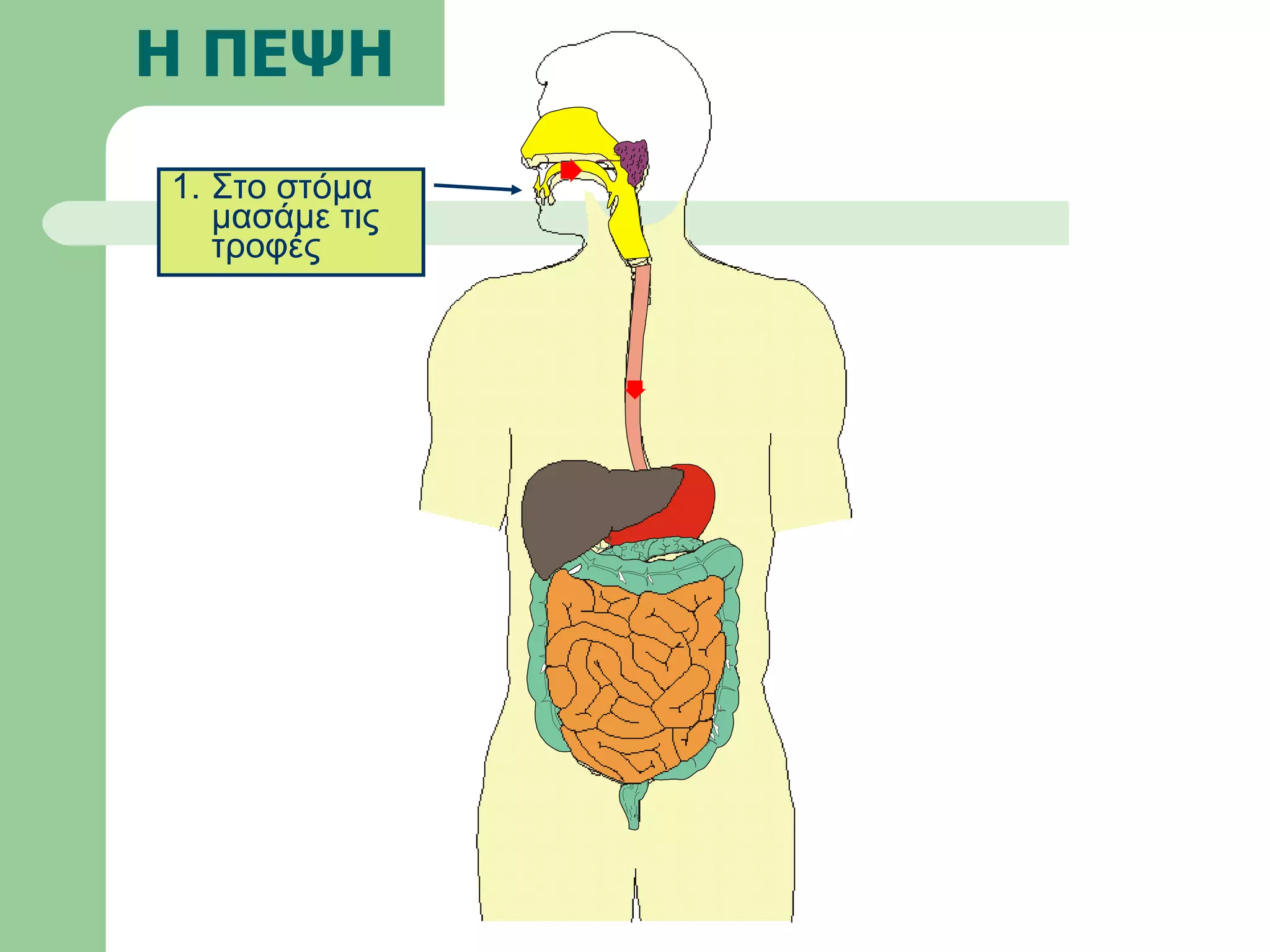 Η ΠΕΨΗ Στο στόμα μασάμε τις τροφές 