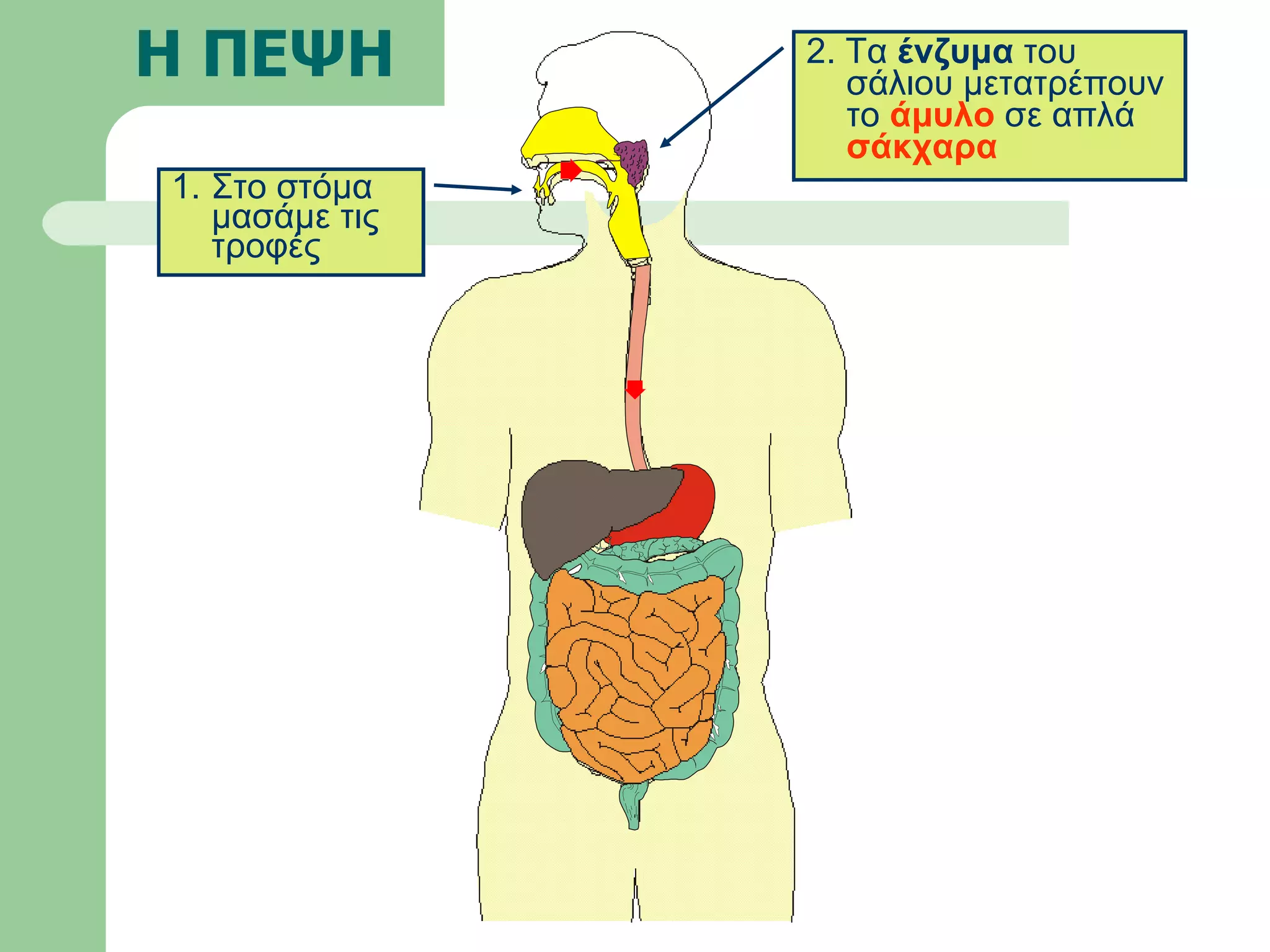 Η ΠΕΨΗ Στο στόμα μασάμε τις τροφές 2. Τα  ένζυμα  του σάλιου μετατρέπουν το  άμυλο  σε απλά  σάκχαρα 