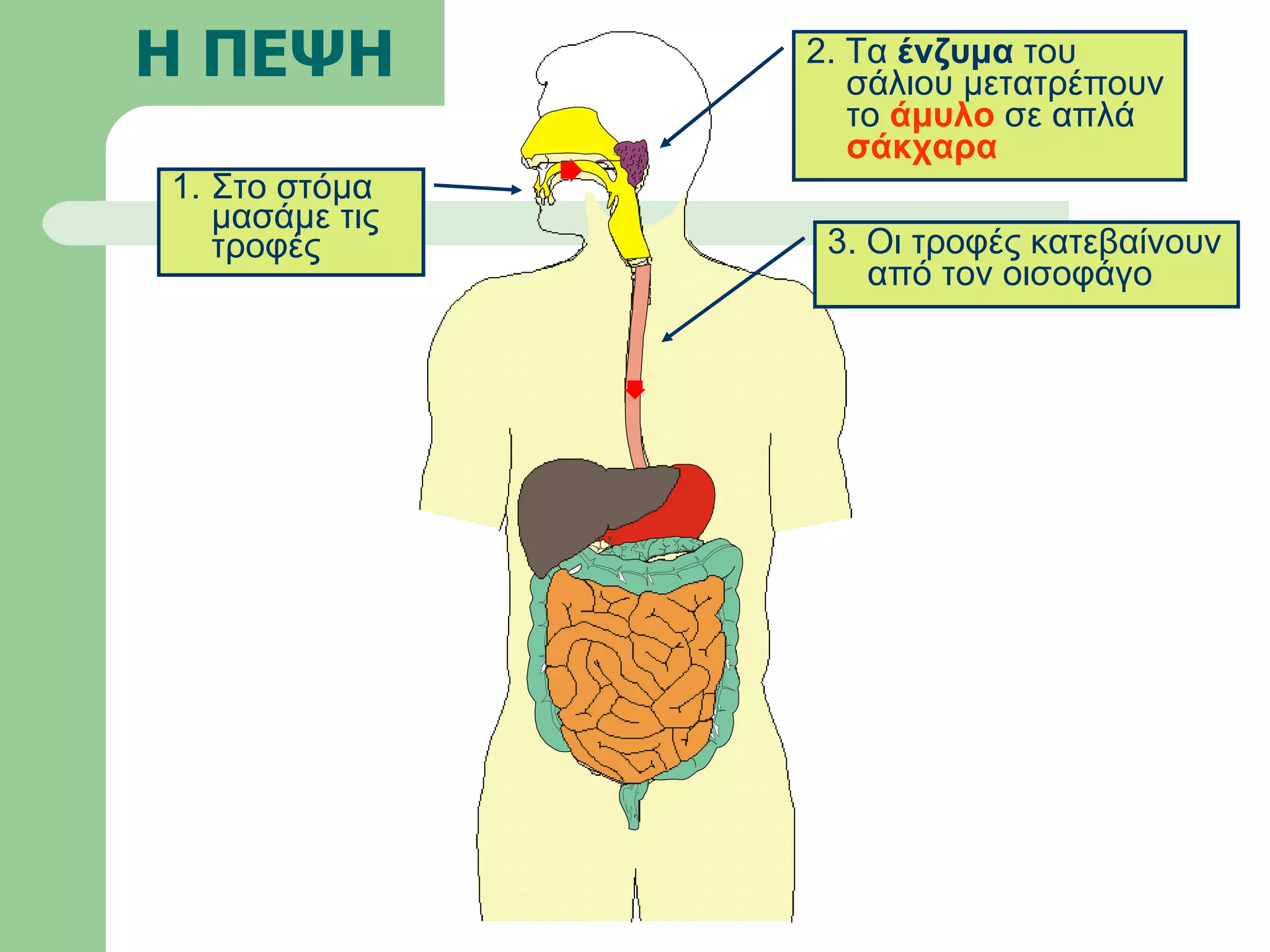 Η ΠΕΨΗ Στο στόμα μασάμε τις τροφές 3. Οι τροφές κατεβαίνουν από τον οισοφάγο 2. Τα  ένζυμα  του σάλιου μετατρέπουν το  άμυλο  σε απλά  σάκχαρα 