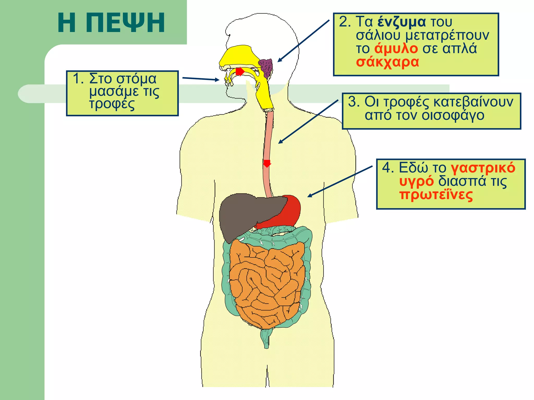 Η ΠΕΨΗ Στο στόμα μασάμε τις τροφές 3. Οι τροφές κατεβαίνουν από τον οισοφάγο 2. Τα  ένζυμα  του σάλιου μετατρέπουν το  άμυλο  σε απλά  σάκχαρα 4. Εδώ το  γαστρικό υγρό  διασπά τις  πρωτεΐνες 