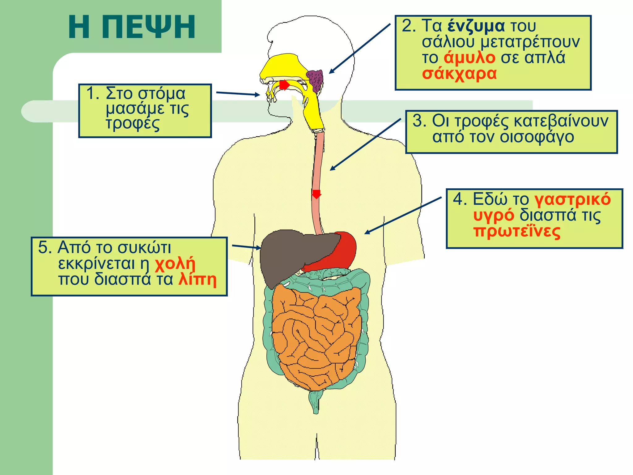 Η ΠΕΨΗ Στο στόμα μασάμε τις τροφές 3. Οι τροφές κατεβαίνουν από τον οισοφάγο 2. Τα  ένζυμα  του σάλιου μετατρέπουν το  άμυλο  σε απλά  σάκχαρα 5. Από το συκώτι εκκρίνεται η  χολή  που διασπά τα  λίπη 4. Εδώ το  γαστρικό υγρό  διασπά τις  πρωτεΐνες 
