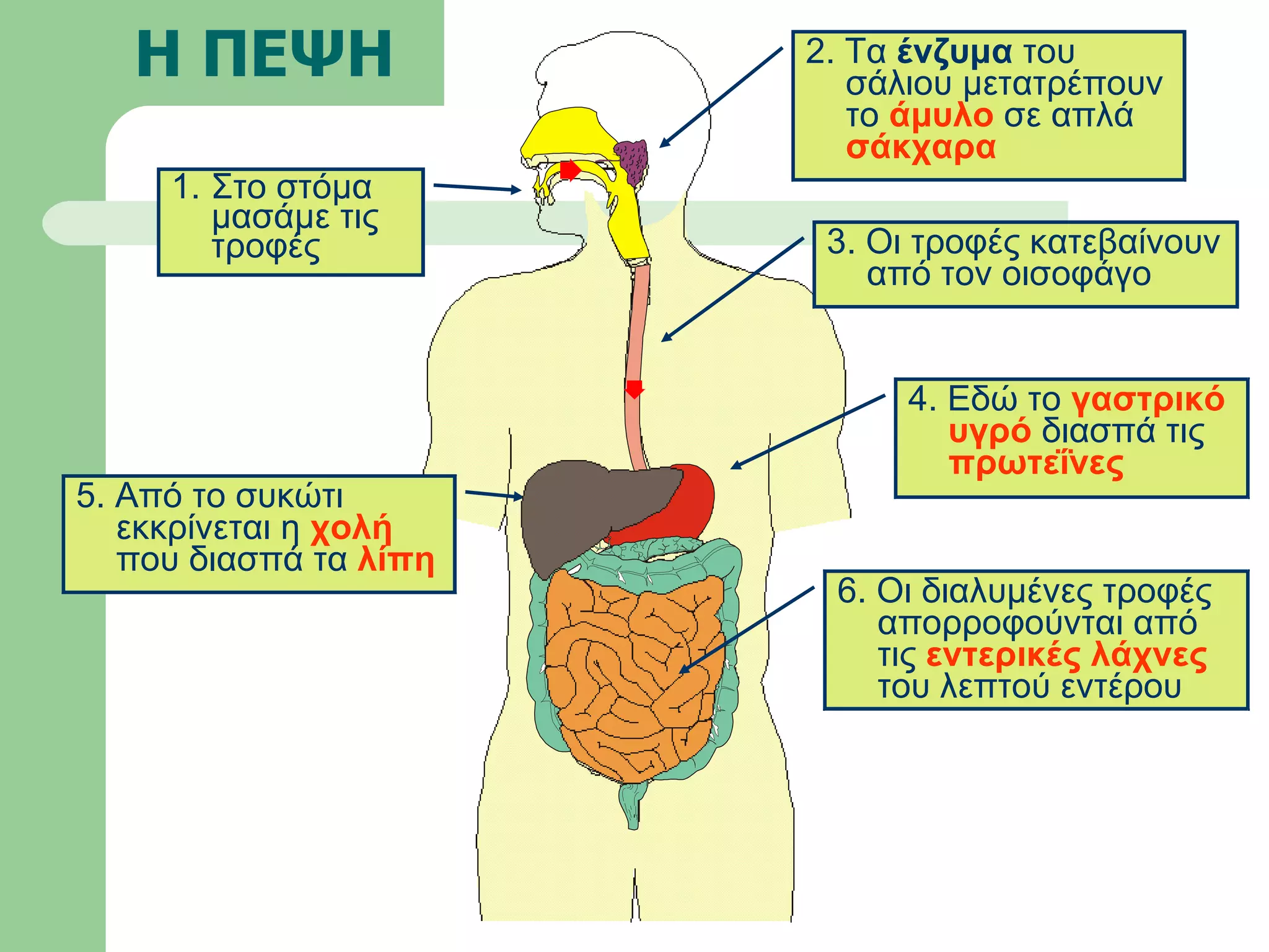 Η ΠΕΨΗ Στο στόμα μασάμε τις τροφές 3. Οι τροφές κατεβαίνουν από τον οισοφάγο 2. Τα  ένζυμα  του σάλιου μετατρέπουν το  άμυλο  σε απλά  σάκχαρα 5. Από το συκώτι εκκρίνεται η  χολή  που διασπά τα  λίπη 4. Εδώ το  γαστρικό υγρό  διασπά τις  πρωτεΐνες 6. Οι διαλυμένες τροφές  απορροφούνται από τις  εντερικές λάχνες  του λεπτού εντέρου 