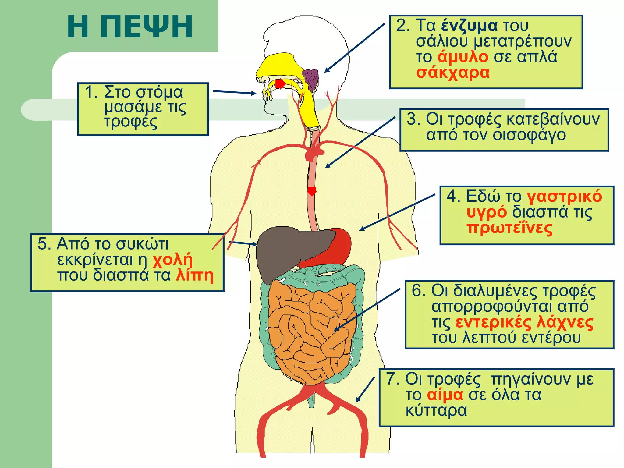 Η ΠΕΨΗ Στο στόμα μασάμε τις τροφές 3. Οι τροφές κατεβαίνουν από τον οισοφάγο 2. Τα  ένζυμα  του σάλιου μετατρέπουν το  άμυλο  σε απλά  σάκχαρα 5. Από το συκώτι εκκρίνεται η  χολή  που διασπά τα  λίπη 4. Εδώ το  γαστρικό υγρό  διασπά τις  πρωτεΐνες 7. Οι τροφές  πηγαίνουν με το  αίμα  σε όλα τα κύτταρα 6. Οι διαλυμένες τροφές  απορροφούνται από τις  εντερικές λάχνες  του λεπτού εντέρου 