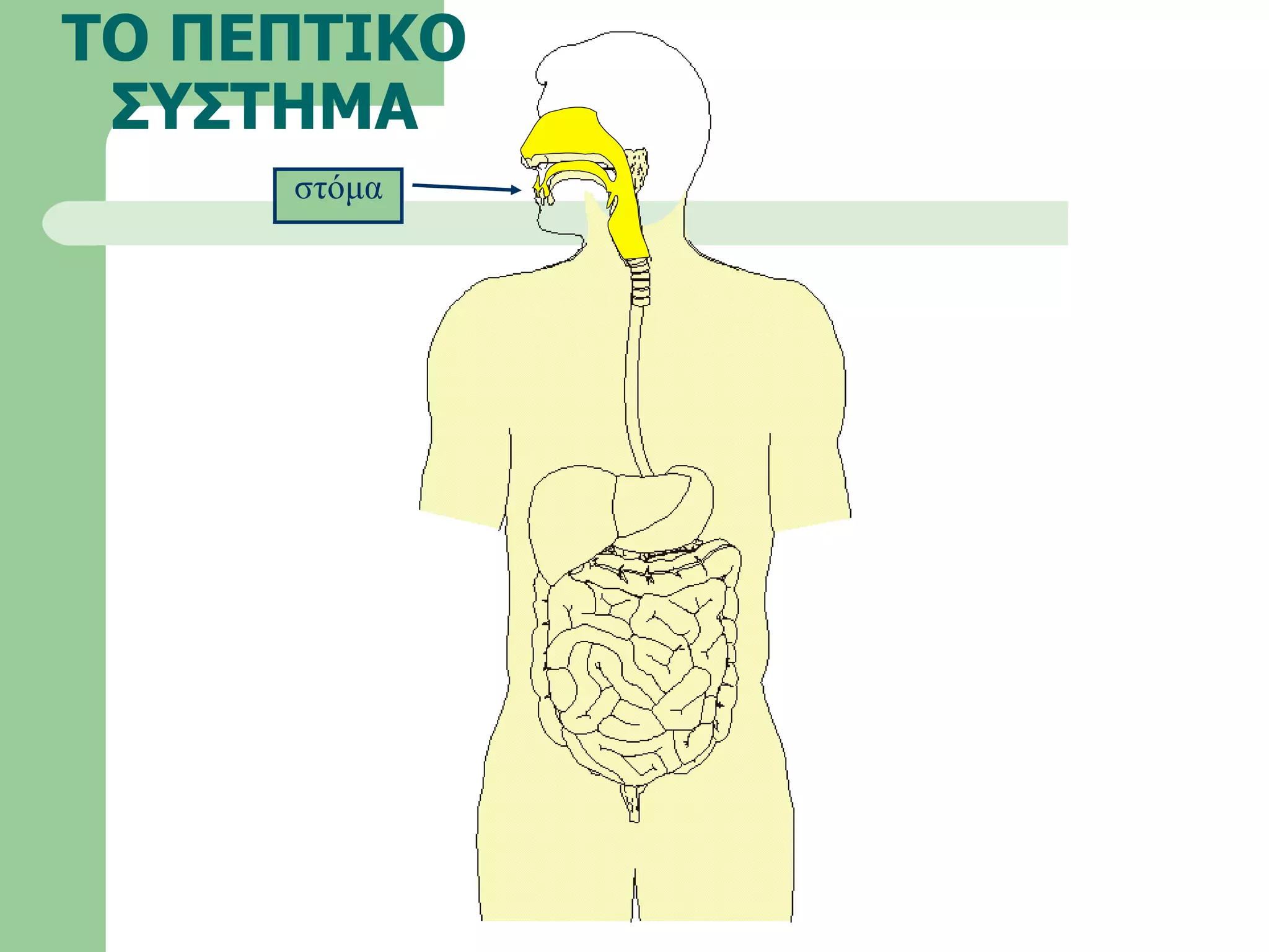 ΤΟ ΠΕΠΤΙΚΟ ΣΥΣΤΗΜΑ στόμα 