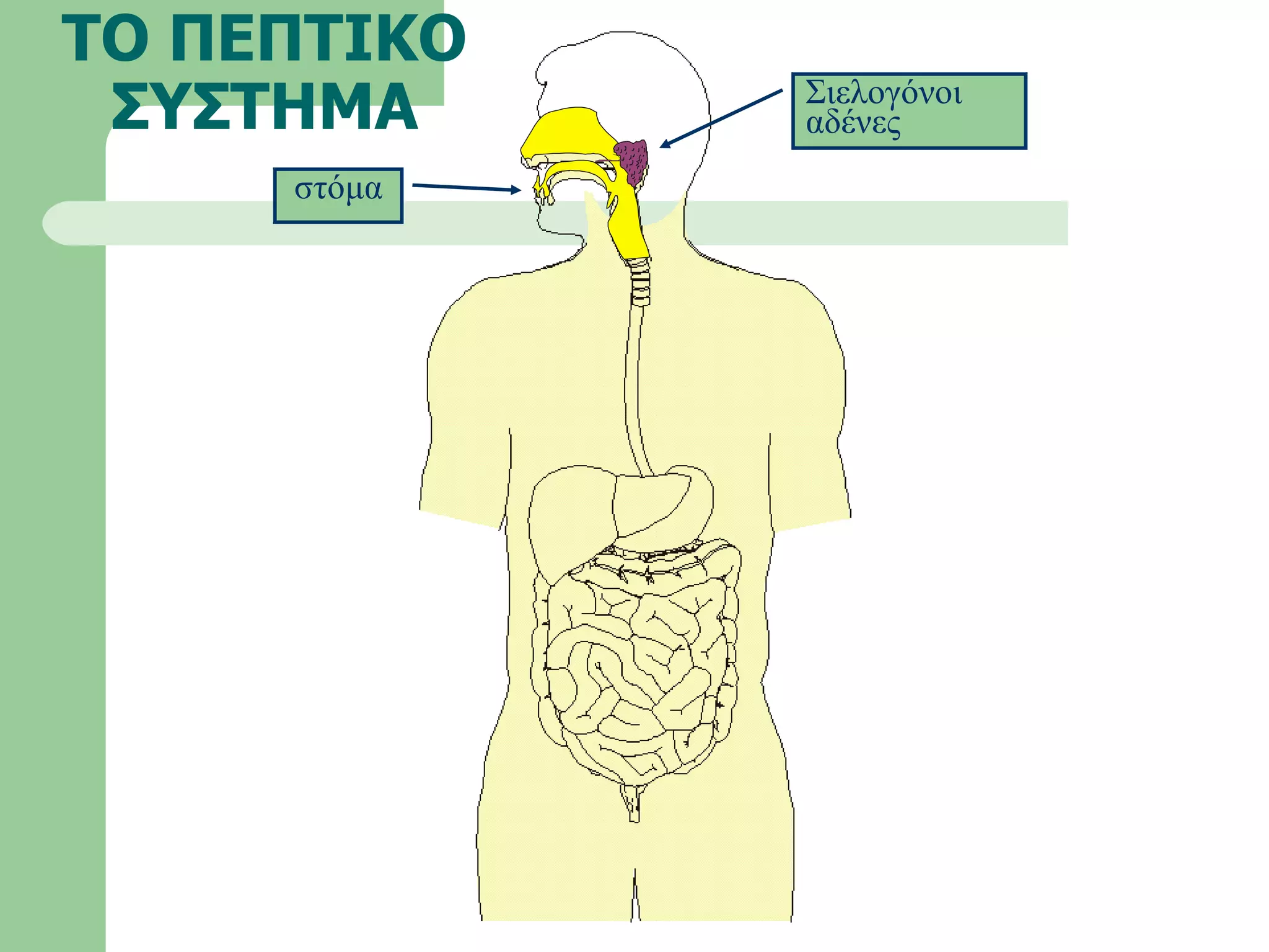 ΤΟ ΠΕΠΤΙΚΟ ΣΥΣΤΗΜΑ στόμα Σιελογόνοι αδένες 