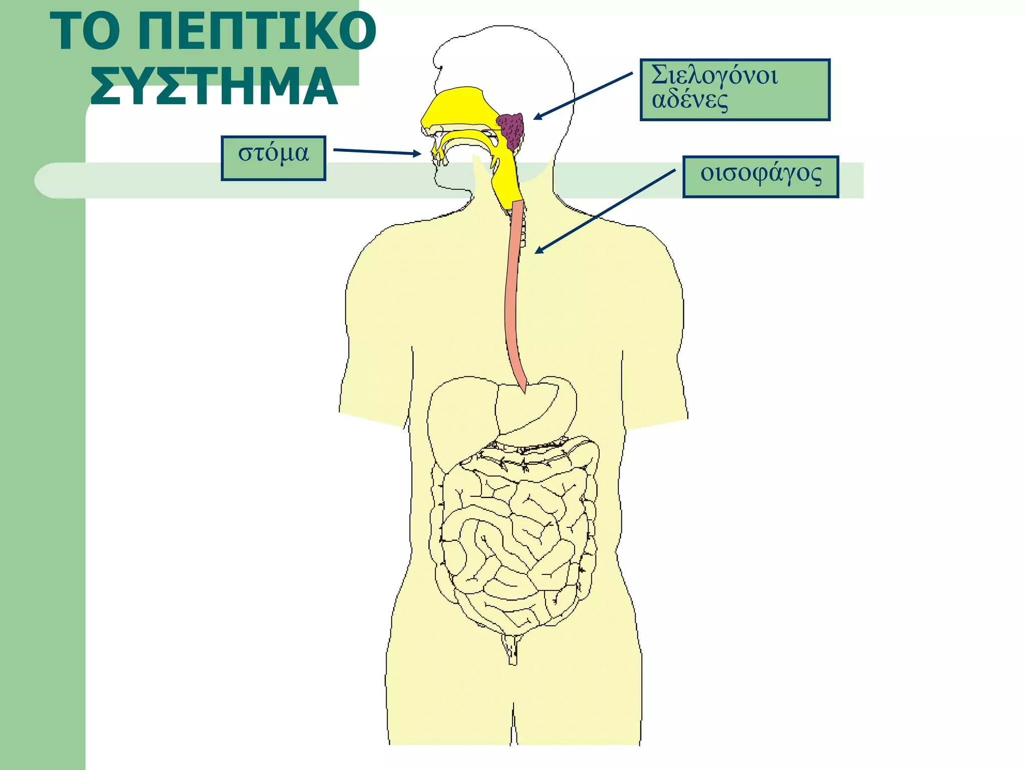 ΤΟ ΠΕΠΤΙΚΟ ΣΥΣΤΗΜΑ στόμα οισοφάγος Σιελογόνοι αδένες 
