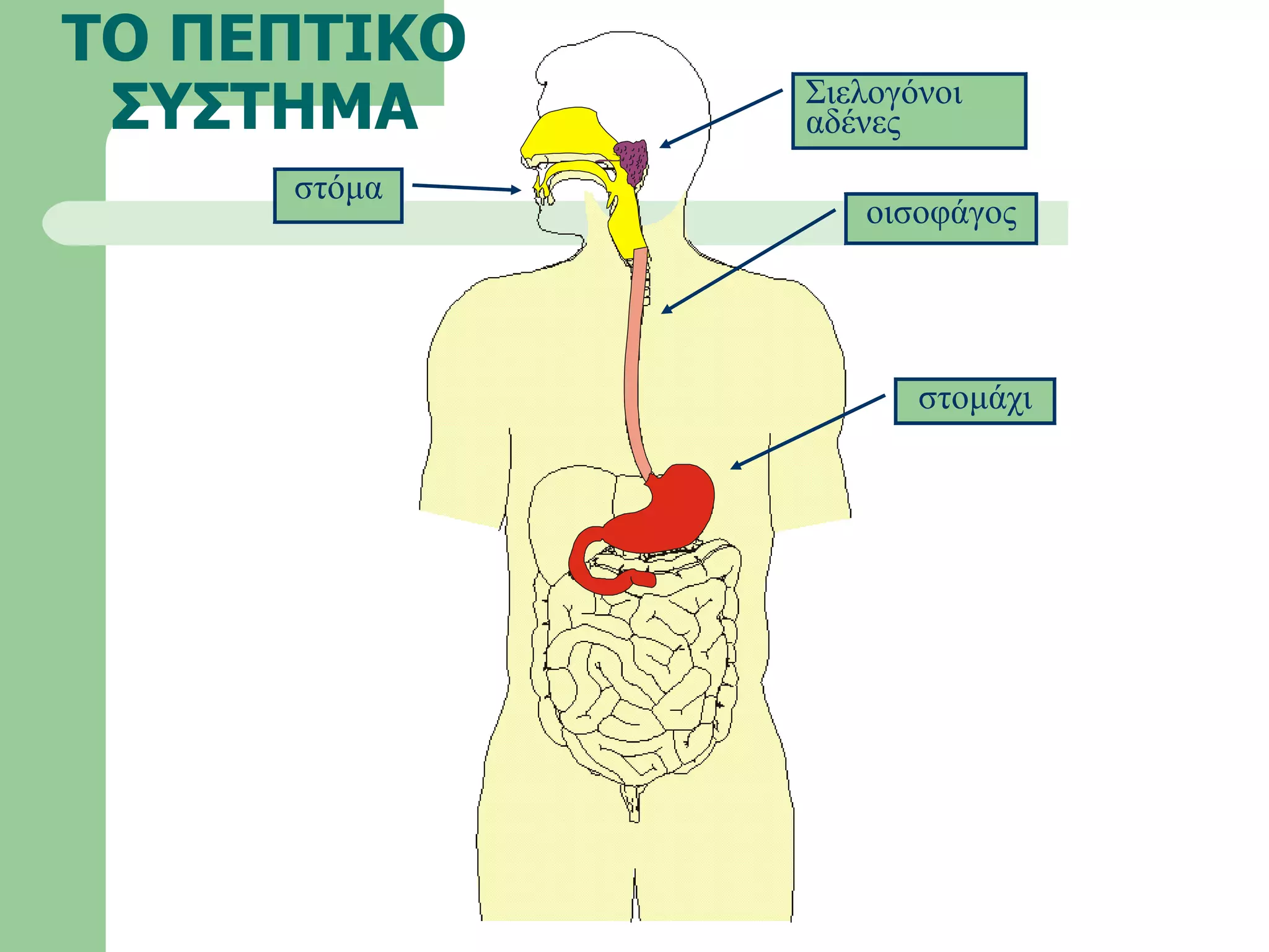 ΤΟ ΠΕΠΤΙΚΟ ΣΥΣΤΗΜΑ στόμα οισοφάγος Σιελογόνοι αδένες στομάχι 