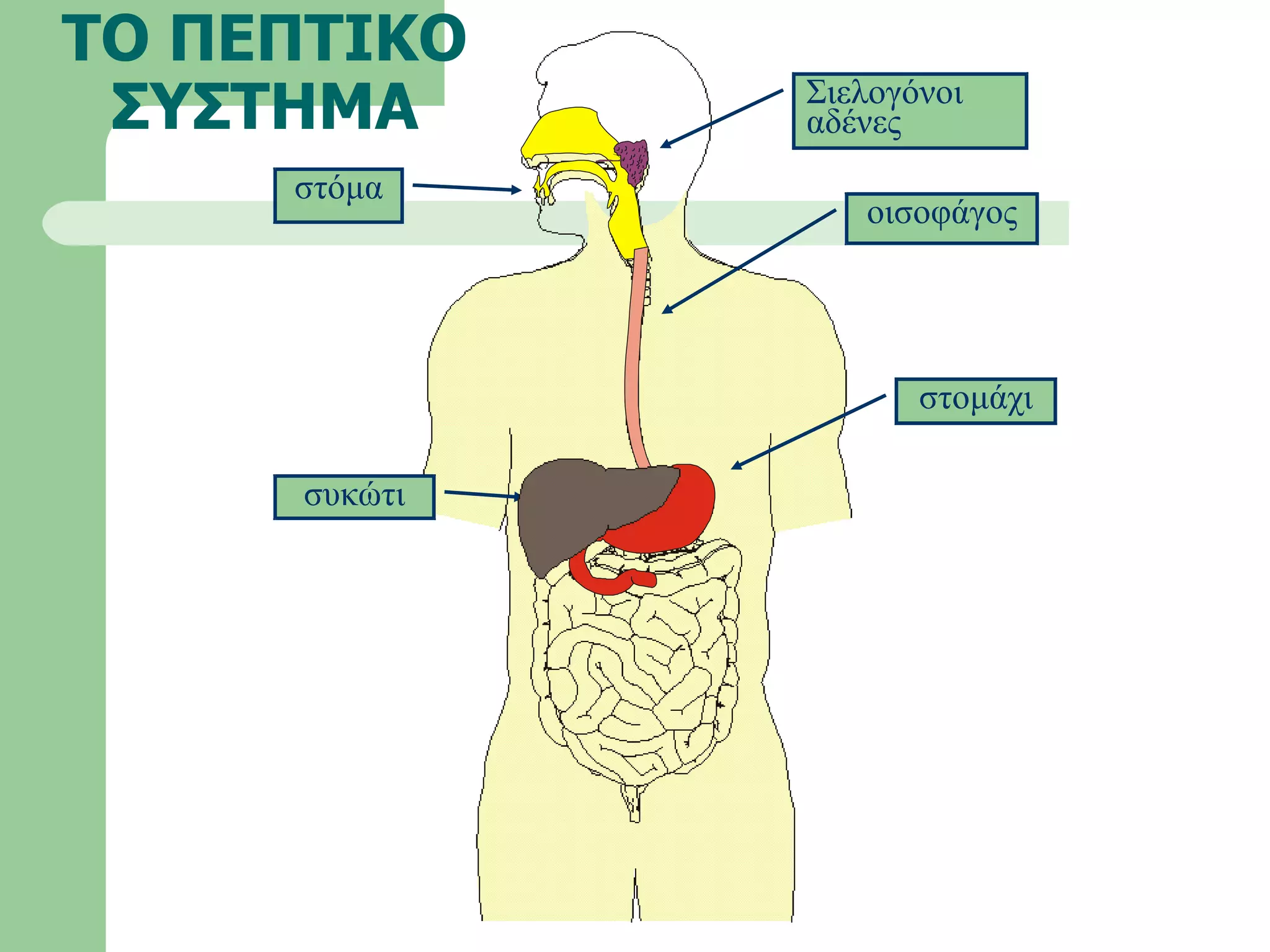 ΤΟ ΠΕΠΤΙΚΟ ΣΥΣΤΗΜΑ στόμα οισοφάγος Σιελογόνοι αδένες συκώτι στομάχι 