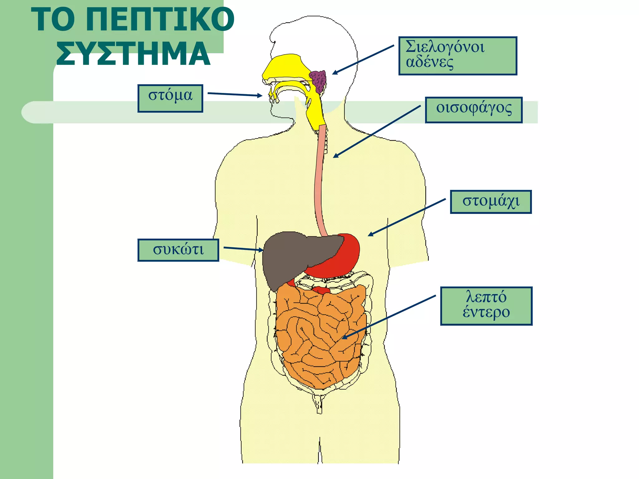 ΤΟ ΠΕΠΤΙΚΟ ΣΥΣΤΗΜΑ στόμα οισοφάγος Σιελογόνοι αδένες συκώτι στομάχι λεπτό έντερο 