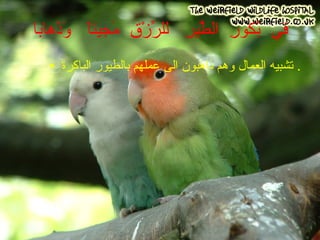 في  بُكورِ  الطَّيرِ  للرِّزْقِ  مَجيئاً  وَذَهابا تشبيه العمال وهم ذاهبون الى عملهم بالطيور الباكرة .  