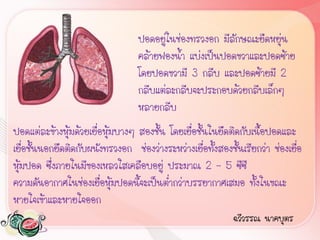 ปอดอยู่ในช่องทรวงอก มีลักษณะยืดหยุ่น
                                   คล้ายฟองน้้า แบ่งเป็นปอดขวาและปอดซ้าย
                                   โดยปอดขวามี 3 กลีบ และปอดซ้ายมี 2
                                   กลีบแต่ละกลีบจะประกอบด้วยกลีบเล็กๆ
                                   หลายกลีบ
ปอดแต่ละข้างหุ้มด้วยเยื่อหุ้มบางๆ สองชั้น โดยเยื่อชั้นในยึดติดกับเนื้อปอดและ
เยื่อชั้นนอกยึดติดกับผนังทรวงอก ช่องว่างระหว่างเยื่อทั้งสองชั้นเรียกว่า ช่องเยื่อ
หุ้มปอด ซึ่งภายในมีของเหลวใสเคลือบอยู่ ประมาณ 2 – 5 ซีซี
ความดันอากาศในช่องเยื่อหุ้มปอดนี้จะเป็นต่้ากว่าบรรยากาศเสมอ ทั้งในขณะ
หายใจเข้าและหายใจออก
                                                             ฉวีวรรณ นาคบุตร
 