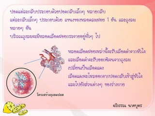 ปอดแต่ละกลีบประกอบด้วยปอดกลีบเล็กๆ หลายกลีบ
แต่ละกลีบเล็กๆ ประกอบด้วย แขนงของหลอดลมฝอย 1 อัน และถุงลม
หลายๆ อัน
บริเวณถุงลมจะมีหลอดเลือดฝอยกระจายอยู่ทั่วๆ ไป

                          หลอดเลือดฝอยเหล่านี้จะรับเลือดด้าจากหัวใจ
                          และเลือดด้าจะรับออกซิเจนจากถุงลม
                          เปลี่ยนเป็นเลือดแดง
                          เลือดแดงจะไหลออกจากปอดกลับเข้าสู่หัวใจ
                          และไปยังส่วนต่างๆ ของร่างกาย


                                                 ฉวีวรรณ นาคบุตร
 