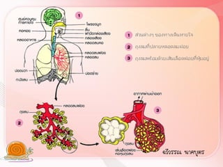 ฉวีวรรณ นาคบุตร
 