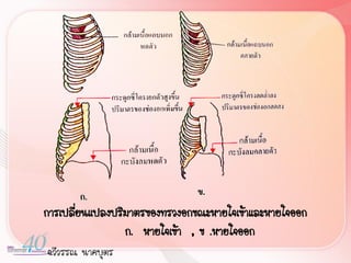 การเปลี่ยนแปลงปริมาตรของทรวงอกขณะหายใจเข้าและหายใจออก
                 ก. หายใจเข้า , ข .หายใจออก
ฉวีวรรณ นาคบุตร
 