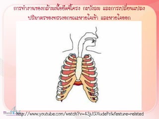 การท้างานของกล้ามเนื้อยึดซี่โครง กะบังลม และการเปลี่ยนแปลง
      ปริมาตรของทรวงอกขณะหายใจเข้า และหายใจออก




 http://www.youtube.com/watch?v=43jJGXudePs&feature=related
 