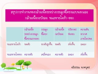 สรุปการท้างานของกล้ามเนื้อระหว่างกระดูกซี่โครงแถบนอกและ
             กล้ามเนื้อกะบังลม ขณะหายใจเข้า-ออก

             กล้ามเนื้อ    กระดูก       กล้ามเนื้อ   ปริมาตร     ความดัน
             ระหว่างกระดูก ซี่โครง      กะบังลม      ช่องอก      อากาศ
             ซี่โครงแถบนอก                                       ภายในปอด
ขณะหายใจเข้า หดตัว         ยกตัวสูงขึ้น หดตัว        เพิ่มขึ้น   ลดลง

ขณะหายใจออก คลายตัว          เคลื่อนลง   คลายตัว     ลดลง        เพิ่มขึ้น


                                                         ฉวีวรรณ นาคบุตร
 