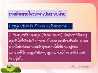 ทางเดินหายใจของคนประกอบด้วย
1. รูจมูก (Nostrill) เป็นทางผ่านเข้าของอากาศ
2. ช่องจมูกหรือโพรงจมูก (Nasal cavity) เป็นโพรงที่ถัดจากรู
จมูกเข้าไปซึ่งติดต่อกับคอหอย ที่โพรงจมูกจะมีขนเส้นเล็ก ๆ และ
ต่อมน้้ามันช่วยกรองและจับฝุ่นละอองไม่ให้ผ่านลงสูปอด
                                                  ่
นอกจากนี้ที่โพรงจมูกยังมีเยื่อบุจมูกหนาช่วยให้อากาศที่เข้ามามี
ความชุ่มชื้น
                                                ฉวีวรรณ นาคบุตร
 