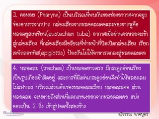 3. คอหอย (Pharynx) เป็นบริเวณทีพบกันของช่องอากาศจากจมูก
                                         ่
ช่องอาหารจากปาก กล่องเสียงจากหลอดลมคอและช่องจากหูคือ
หลอดยูสเทเชียน(eustachian tube) อากาศเมื่อผ่านคอหอยจะเข้า
สู่กล่องเสียง ที่กล่องเสียงมีอวัยวะที่ท้าหน้าที่ปิดเปิดกล่องเสียง เรียก
เอพิกลอททิส(epiglottis) ป้องกันไม่ให้อาหารตกลงสู่หลอดลมคอ
4. หลอดลม (trachea) เป็นหลอดยาวตรง มีกระดูกอ่อนเรียง
เป็นรูปเกือกม้าติดอยู่ และการที่มีแผ่นกระดูกอ่อนจึงท้าให้หลอดลม
ไม่แฟบลง บริเวณส่วนต้นของหลอดลมเรียก หลอดลมคอ ส่วน
หลอดลม จะหมายถึงส่วนที่แตกแขนงออกจากหลอดลมคอ แบ่ง
ออกเป็น 2 กิ่ง เข้าสูปอดทั้งสองข้าง
                      ่
                                                       ฉวีวรรณ นาคบุตร
 
