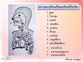 ระบบแลกเปลียนแก๊สและอวัยวะที่เกี่ยวข้อง
           ่
        1. รูจมูก
        2. โพรงจมูก
        3. คอหอย
        4. กล่องเสียง
        5. หลอดลม
        6. ขั้วปอด
        7. กระบังลม
        8. กระดูกซี่โครง
        9. กล้ามเนื้อยึดซี่โครง
        X : อาหารเข้าปาก
        Y : อาหารลงหลอดอาหาร
        Z : ต้าแหน่งของหัวใจ
                                ฉวีวรรณ นาคบุตร
 