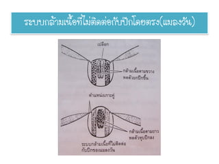 ระบบกล้ามเนื้อทีไม่ติดต่อกับปีกโดยตรง(แมลงวัน)
                ่
 
