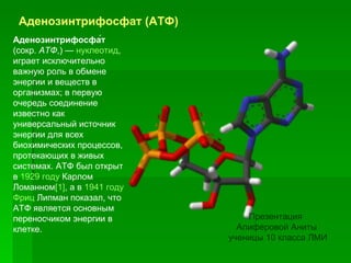 Аденозинтрифосфат (АТФ) Аденозинтрифосфа́т  (сокр.  АТФ ,) —  нуклеотид , играет исключительно важную роль в обмене энергии и веществ в организмах; в первую очередь соединение известно как универсальный источник энергии для всех биохимических процессов, протекающих в живых системах. АТФ был открыт в  1929 году  Карлом Ломанном [1] , а в  1941 году   Фриц  Липман  показал, что АТФ является основным переносчиком энергии в клетке.  Презентация  Алиферовой Аниты ученицы 10 класса ЛМИ 