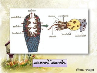 แสดงทางน้าไหลภายใน
                     ฉวีวรรณ นาคบุตร
 