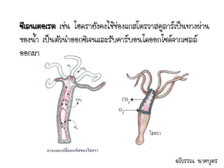 ซีเลนเตอเรต เช่น ไฮดรายังคงใช้ช่องแกสโตรวาสคูลาร์เป็นทางผ่าน
ของน้า เป็นตัวนาออกซิเจนและรับคาร์บอนไดออกไซด์จากเซลล์
ออกมา




                                                 ฉวีวรรณ นาคบุตร
 