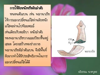 การใช้ผวหนังหรือผิวลาตัว
            ิ
    หนอนตัวแบน เช่น พลานาเรีย
ใช้การแลกเปลี่ยนแก๊สผ่านผิวหนัง
แก๊สจะผ่านไปทีละเซลล์
เช่นเดียวกับอะมีบา ผนังลาตัว
ของพลานาเรียบางและเปียกชื้นอยู่
เสมอ โครงสร้างของร่างกาย
พลานาเรียมีลาตัวแบน จึงมีพื้นที่
ผิวมากทาให้มีประสิทธิภาพในการ
แลกเปลี่ยนแก๊สได้ดี
                                   ฉวีวรรณ นาคบุตร
 