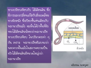 หากเปรียบเทียบกับ ไส้เดือนดิน ซึ่ง
มีการแลกเปลี่ยนแก๊สกับสิ่งแวดล้อม
ทางผิวหนัง ซึ่งเปียกชั้นเช่นเดียวกับ
พลานาเรียแล้ว จะเห็นได้ว่าพื้นที่ผิว
ของไส้เดือนดินน้อยกว่าพลานาเรีย
หากเปรียบเทียบ ในปริมาตรเท่า ๆ
กัน เพราะ พลานาเรียตัวแบนกว่า
นอกจากนั้นแล้วในสภาพความเป็น
จริงไส้เดือนดินมีขนาดใหญ่กว่า
พลานาเรีย
                                       ฉวีวรรณ นาคบุตร
 