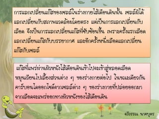 การแลกเปลี่ยนแก๊สของเซลล์ในร่างกายไส้เดือนดินนั้น เซลล์มิได้
แลกเปลี่ยนกับสภาพแวดล้อมโดยตรง แต่เป็นการแลกเปลี่ยนกับ
เลือด จึงเป็นการแลกเปลี่ยนแก๊สที่ซับซ้อนขึ้น เพราะครั้งแรกเลือด
แลกเปลี่ยนแก๊สกับบรรยากาศ และอีกครั้งหนึ่งเลือดแลกเปลี่ยน
แก๊สกับเซลล์

แก๊สที่แพร่ผ่านผิวหนังไส้เดือนดินเข้าไปจะเข้าสู่หลอดเลือด
หมุนเวียนไปเลี้ยงส่วนต่าง ๆ ของร่างกายต่อไป ในขณะเดียวกัน
คาร์บอนไดออกไซด์จากเซลล์ต่าง ๆ ของร่างกายทีปล่อยออกมา
                                                  ่
จากเลือดจะแพร่ออกทางผิวหนังของไส้เดือนดิน

                                                    ฉวีวรรณ นาคบุตร
 
