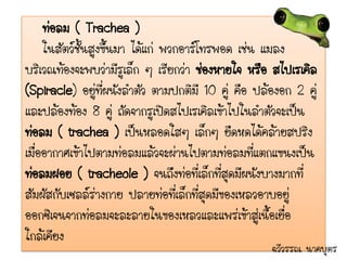 ท่อลม ( Trachea )
     ในสัตว์ชั้นสูงขึ้นมา ได้แก่ พวกอาร์โทรพอด เช่น แมลง
บริเวณท้องจะพบว่ามีรูเล็ก ๆ เรียกว่า ช่องหายใจ หรือ สไปเรเคิล
(Spiracle) อยู่ที่ผนังลาตัว ตามปกติมี 10 คู่ คือ ปล้องอก 2 คู่
และปล้องท้อง 8 คู่ ถัดจากรูเปิดสไปเรเคิลเข้าไปในลาตัวจะเป็น
ท่อลม ( trachea ) เป็นหลอดใสๆ เล็กๆ ยืดหดได้คล้ายสปริง
เมื่ออากาศเข้าไปตามท่อลมแล้วจะผ่านไปตามท่อลมที่แตกแขนงเป็น
ท่อลมฝอย ( tracheole ) จนถึงท่อที่เล็กที่สุดมีผนังบางมากที่
สัมผัสกับเซลล์ร่างกาย ปลายท่อที่เล็กที่สุดมีของเหลวอาบอยู่
ออกซิเจนจากท่อลมจะละลายในของเหลวและแพร่เข้าสู่เนื้อเยื่อ
ใกล้เคียง
                                                    ฉวีวรรณ นาคบุตร
 
