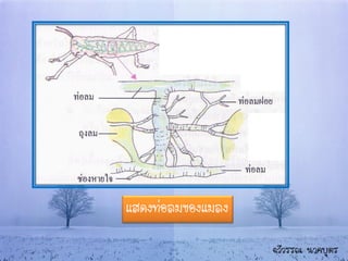 แสดงท่อลมของแมลง

                   ฉวีวรรณ นาคบุตร
 