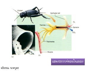 แสดงระบบท่อลมในแมลง
ฉวีวรรณ นาคบุตร
 