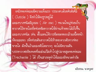 ผนังของท่อลมมีความแข็งแรง ประกอบด้วยคิวติเคิล
( Cuticle ) จึงทาให้คงรูปอยู่ได้
แมลงบางชนิดมีถุงลม ( Air sac ) ขนาดใหญ่ช่วยเก็บ
อากาศไว้หายใจเพื่อช่วยอัดอากาศให้ผ่านเข้าออกได้เร็วขึ้น
แมลงบางชนิด เช่น ตั๊กแตนใช้การยืดหดของกล้ามเนื้อหน้า
ท้องและอก เพื่อช่วยดันอากาศให้เข้าออกจากตัวทางช่อง
หายใจ ดังนั้นถ้าแมลงตัวโตมากๆ จะไม่มีความดัน
บรรยากาศเพียงพอที่จะส่งแก๊สเข้าไปสูปลายสุดของท่อลม
                                    ่
(Tracheole ) ได้ เป็นสาเหตุทาให้แมลงมีขนาดจากัด

                                                ฉวีวรรณ นาคบุตร
 