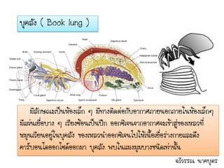 บุคลัง ( Book lung )




    มีลักษณะเป็นห้องเล็ก ๆ มีทางติดต่อกับอากาศภายนอกภายในห้องเล็กๆ
มีแผ่นเยื่อบาง ๆ เรียงซ้อนเป็นปึก ออกซิเจนจากอากาศจะเข้าสู่ของเหลวที่
หมุนเวียนอยู่ในบุคลัง ของเหลวนาออกซิเจนไปให้เนื้อเยื่อร่างกายและดึง
คาร์บอนไดออกไซด์ออกมา บุคลัง พบในแมงมุมบางชนิดเท่านั้น
                                                       ฉวีวรรณ นาคบุตร
 