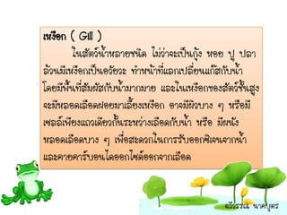 เหงือก ( Gill )
        ในสัตว์น้าหลายชนิด ไม่ว่าจะเป็นกุ้ง หอย ปู ปลา
ล้วนมีเหงือกเป็นอวัยวะ ทาหน้าที่แลกเปลี่ยนแก๊สกับน้า
โดยมีพื้นที่สัมผัสกับน้ามากมาย และในเหงือกของสัตว์ชั้นสูง
จะมีหลอดเลือดฝอยมาเลี้ยงเหงือก อาจมีผิวบาง ๆ หรือมี
เซลล์เพียงแถวเดียวกั้นระหว่างเลือดกับน้า หรือ มีผนัง
หลอดเลือดบาง ๆ เพื่อสะดวกในการรับออกซิเจนจากน้า
และคายคาร์บอนไดออกไซด์ออกจากเลือด


                                               ฉวีวรรณ นาคบุตร
 