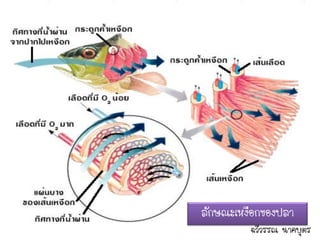 ลักษณะเหงือกของปลา
         ฉวีวรรณ นาคบุตร
 