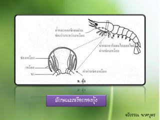 ลักษณะเหงือกของกุ้ง
                      ฉวีวรรณ นาคบุตร
 