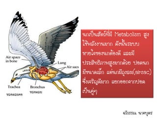 นกเป็นสัตว์ทมี Metabolism สูง
                                  ี่
                    ใช้พลังงานมาก ดังนั้นระบบ
                    หายใจของนกต้องดี และมี
                    ประสิทธิภาพสูงมากด้วย ปอดนก
                    มีขนาดเล็ก แต่นกมีถุงลม(airsac)
                    ซึ่งเจริญดีมาก แยกออกจากปอด
หลอดลมคอ   หลอดลม   เป็นคู่ๆ

                                      ฉวีวรรณ นาคบุตร
 