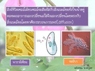 สิ่งมีชีวิตเซลล์เดียวเซลล์จะสัมผัสกับสิ่งแวดล้อมที่เป็นน้าอยู่
ตลอดเวลาการแลกเปลี่ยนแก๊สจึงแลกเปลี่ยนโดยตรงกับ
สิ่งแวดล้อมโดยอาศัยกระบวนการแพร่(diffusion)




    พารามีเซียม                                  อะมีบา
                                                     ฉวีวรรณ นาคบุตร
 