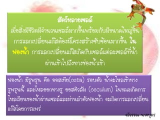 สัตว์หลายเซลล์
 เมื่อสิ่งมีชีวิตมีจานวนเซลล์มากขึ้นพร้อมกับมีขนาดใหญ่ขึ้น
  การแลกเปลี่ยนแก๊สต้องมีโครงสร้างซับซ้อนมากขึ้น ใน
  ฟองน้า การแลกเปลี่ยนแก๊สเกิดกับเซลล์แต่ละเซลล์ที่น้า
                     ผ่านเข้าไปถึงทางช่องน้าเข้า
ฟองน้า มีรูพรุน คือ ออสเทีย(ostia) รอบตัว น้าจะไหลเข้าทาง
รูพรุนนี้ และไหลออกทางรู ออสคิวลัม (osculum) ในขณะเกิดการ
ไหลเวียนของน้าผ่านเซลล์และผ่านลาตัวฟองน้า จะเกิดการแลกเปลี่ยน
แก๊สโดยการแพร่
                                                   ฉวีวรรณ นาคบุตร
 