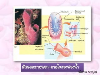 ลักษณะภายนอก-ภายในของฟองน้า
                          ฉวีวรรณ นาคบุตร
 