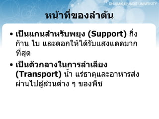 หน้าที่ของลำต้น เป็นแกนสำหรับพยุง   (Support)  กิ่งก้าน ใบ และดอกให้ได้รับแสงแดดมากที่สุด เป็นตัวกลางในการลำเลียง   (Transport)  น้ำ แร่ธาตุและอาหารส่งผ่านไปสู่ส่วนต่าง ๆ ของพืช  