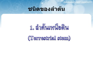 ชนิดของลำต้น 