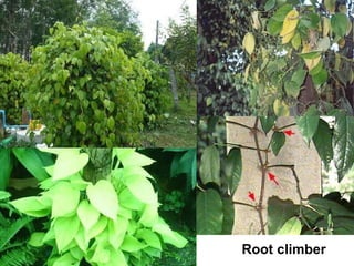 Root climber 