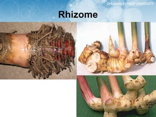 Rhizome 