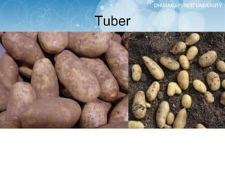 Tuber 