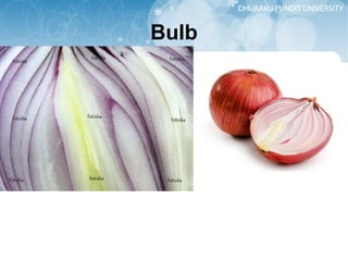 Bulb 